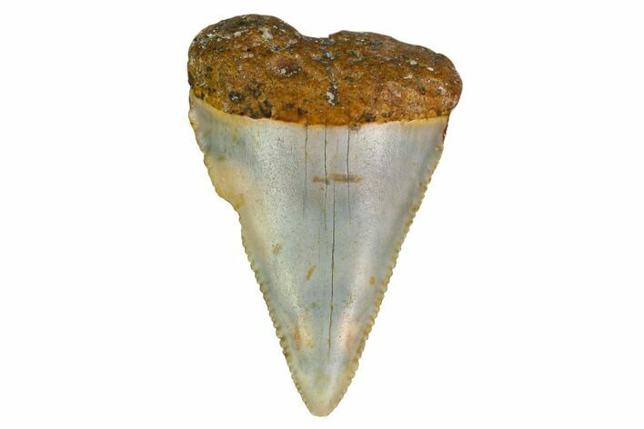 Serrated, Fossil Great White Shark Tooth - North Carolina #166966